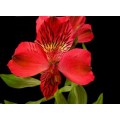 Alstroemeria - Red (SA) (bunch of 10 stems)